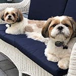Bailey and Tucker - Dogs